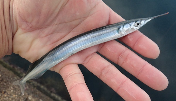 低予算60円で能登島のサヨリを釣りにいく 能登の沿岸から大物釣ってやる